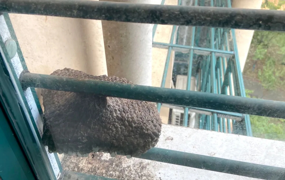 无码人妻视频又大又粗欧美